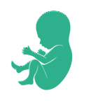 УЗИ плода при беременности (2 и 3 триместр), внескрининговые сроки